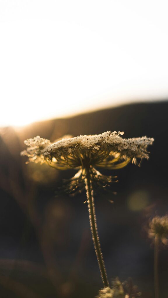 Selbsterfahrung bei Krebs - Blume2