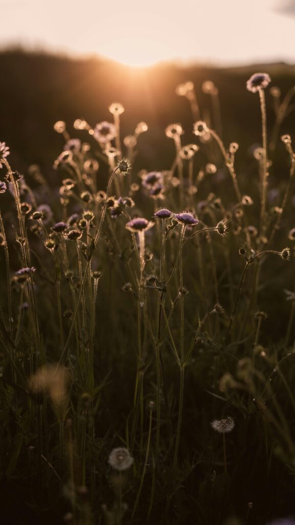 Selbsterfahrung bei Krebs - Blume3